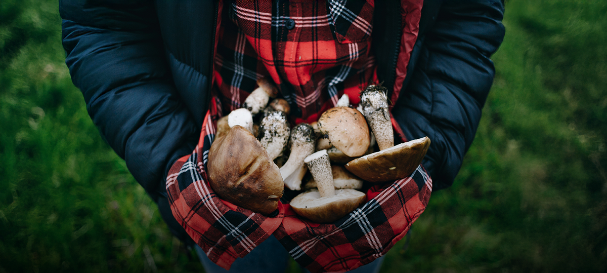 Doğada Yenilebilir Mantar Çeşitleri Nelerdir?